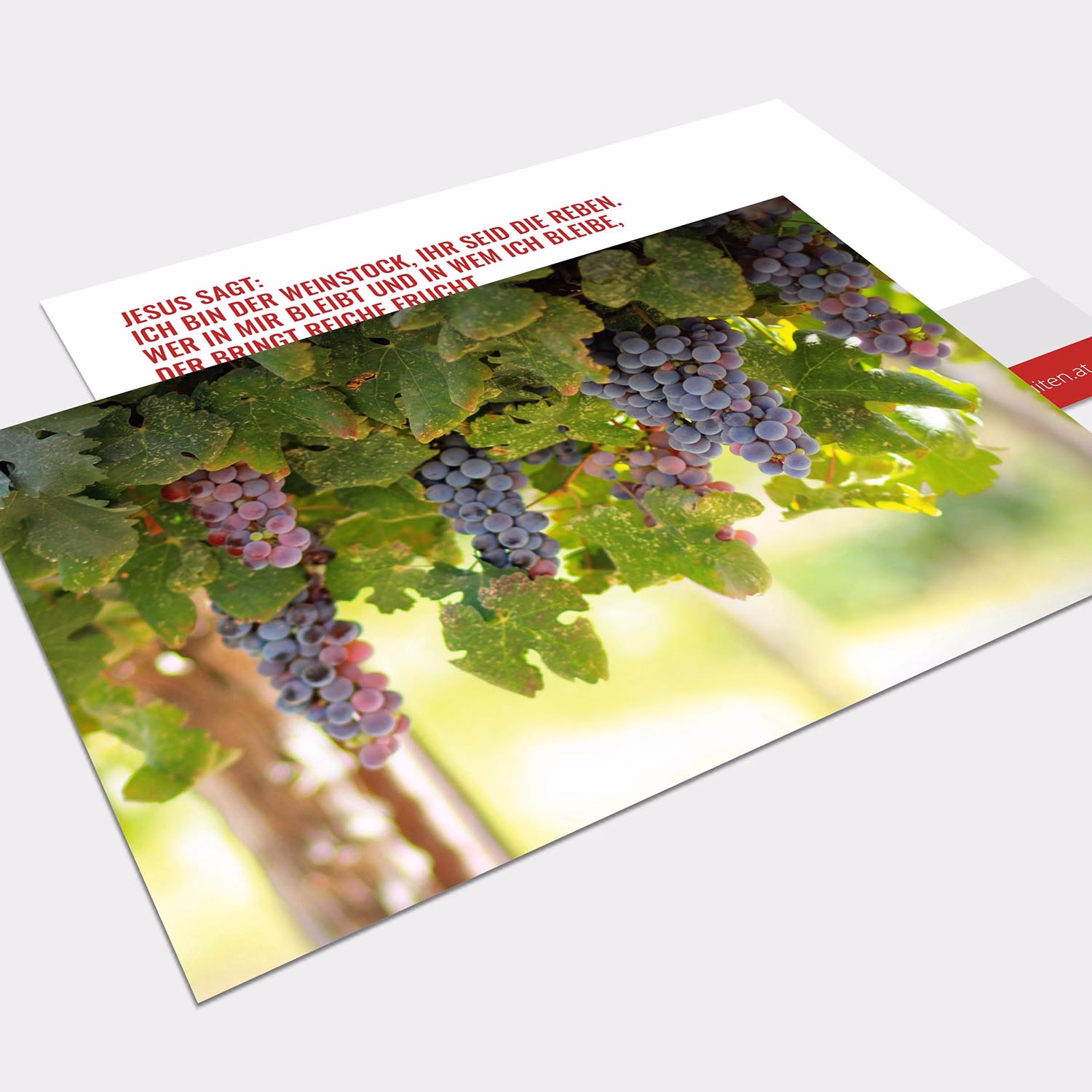 Was sagt der Bibel über den Weinstock?