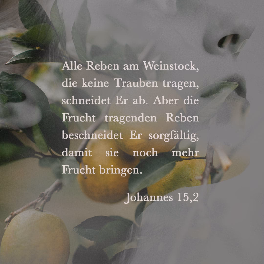Was ist das Motiv des Weinbergs in den Evangelien?