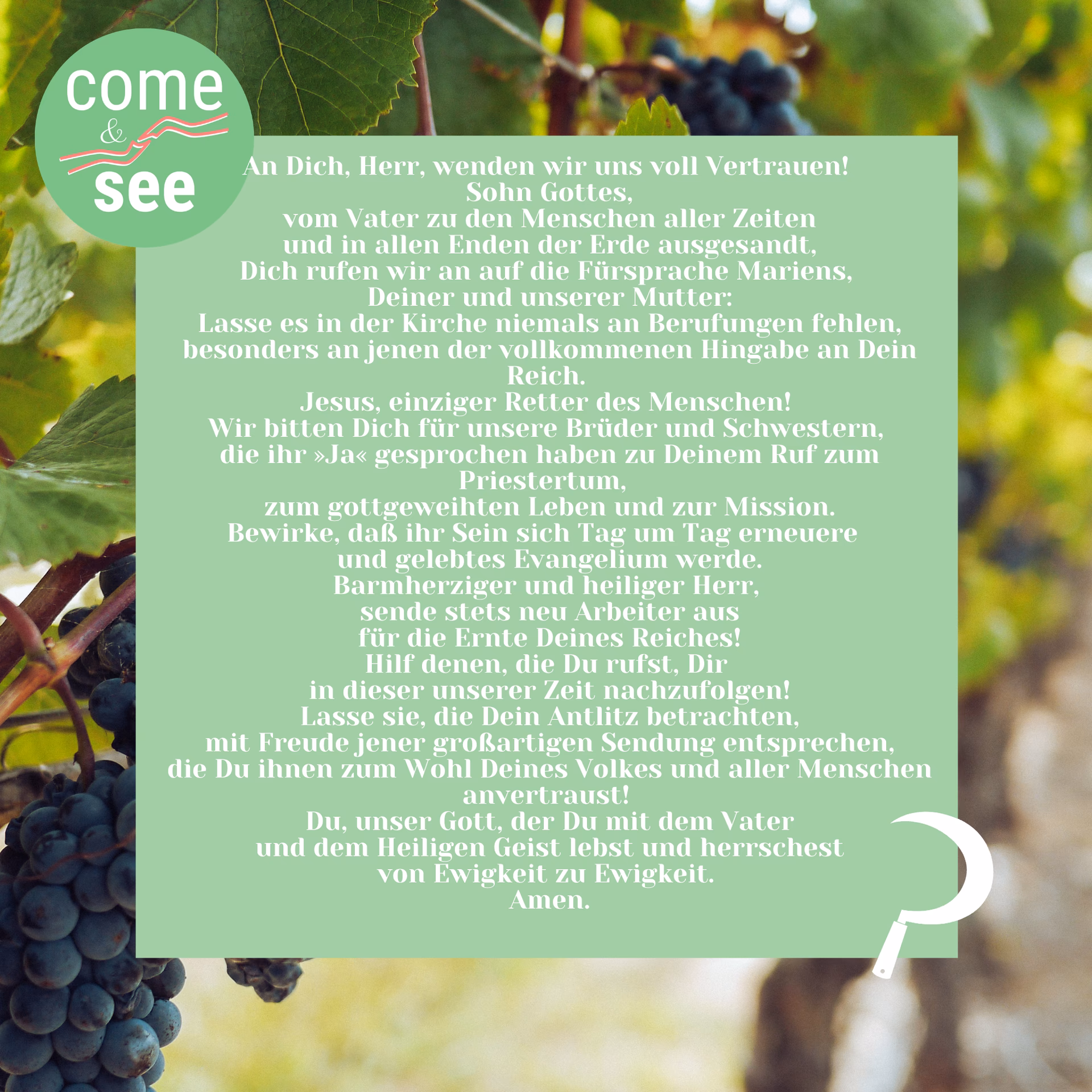 Warum schwitzt der Besitzer des Weinbergs?