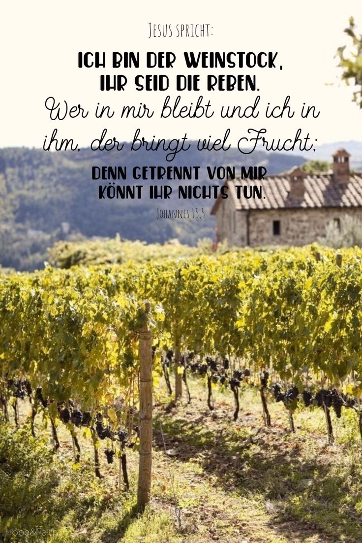 Was sagt der Bibel über den Weinstock?