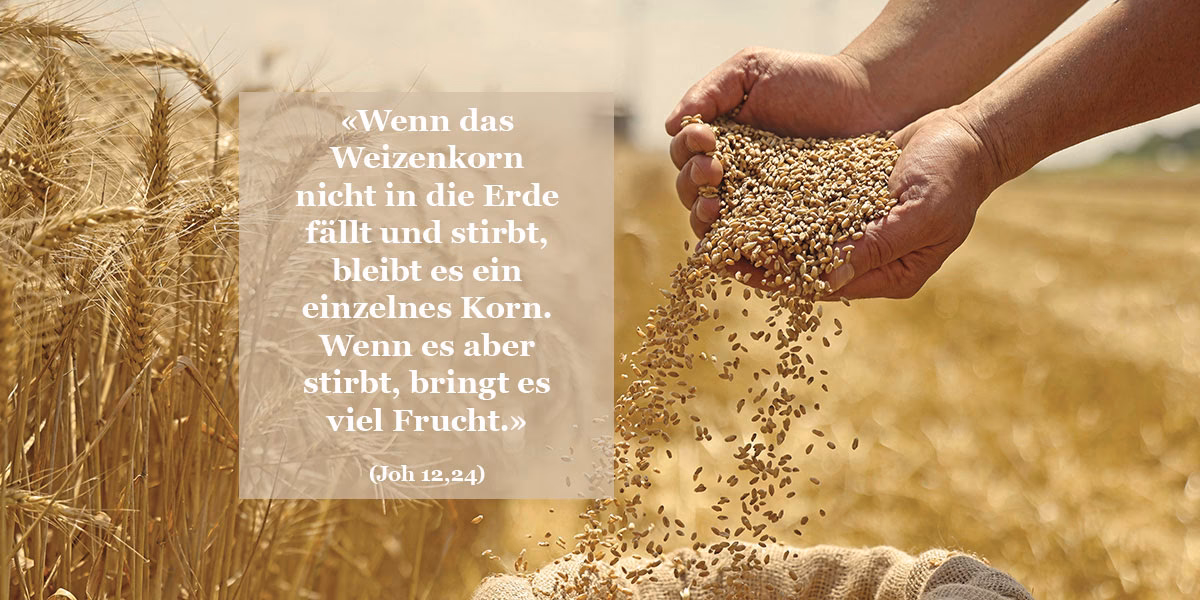 Was passiert wenn ein Weizenkorn in die Erde fällt?