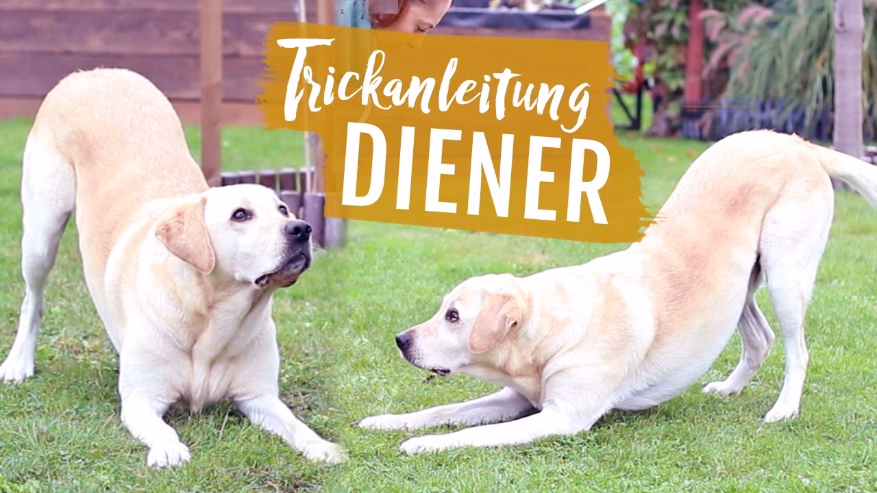 Wie kann ich meinen Hund stärken?