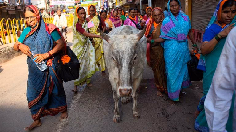 Was ist die heilige Kuh in Indien?