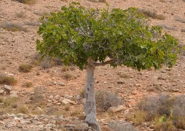 Was bedeutet das Verdorren des Baumes?