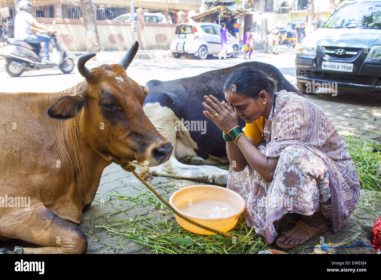 Warum ist die Kuh ein heiliges Tier?