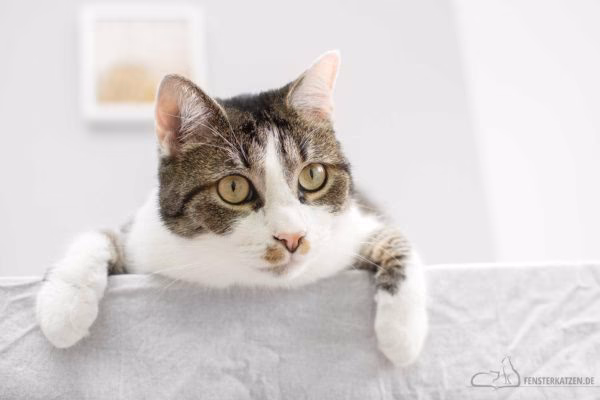 Wie füttere ich meine Katze?