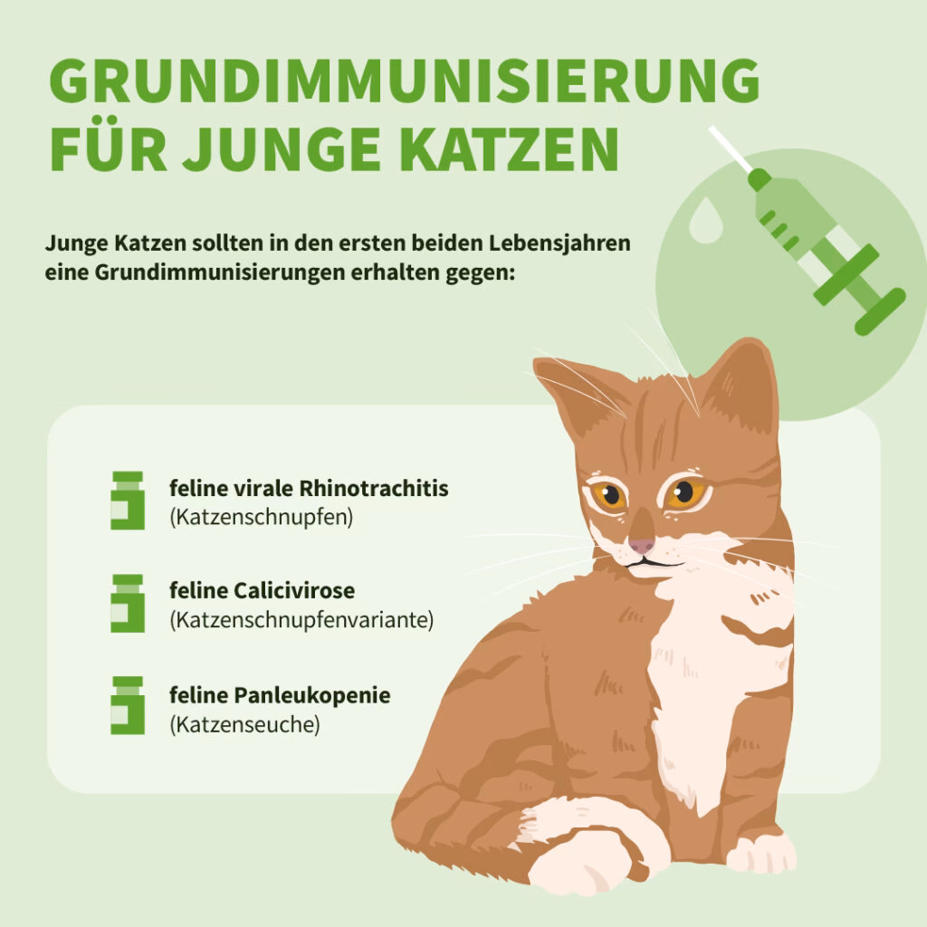 Wie bekomme ich meine Katze in den Korb?