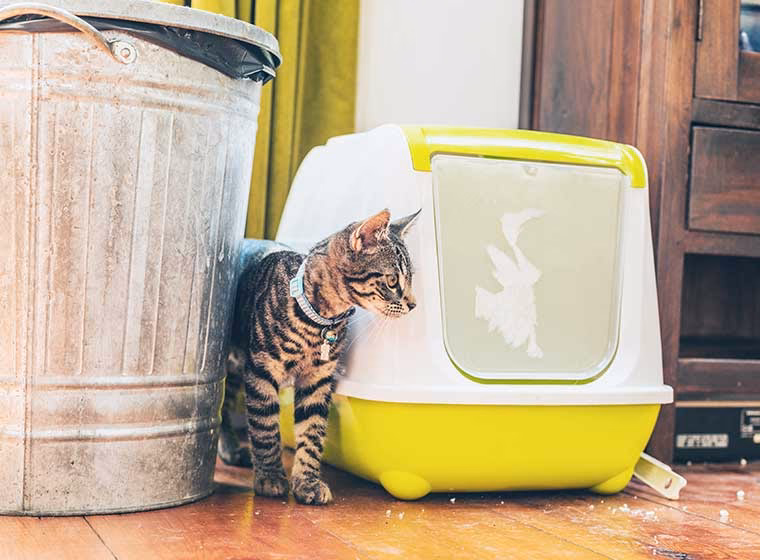 Wie pflege ich meine Katzen?